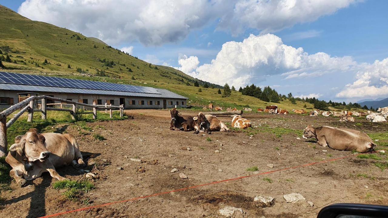 Marmot Apartment Dimaro Kültér fotó