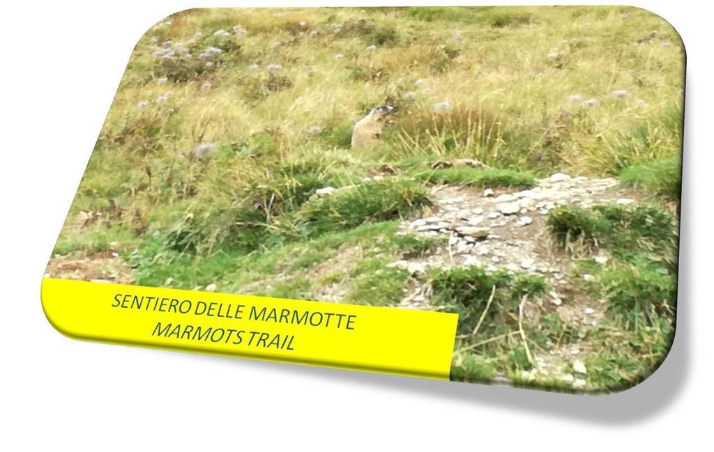 Marmot Apartment Dimaro Kültér fotó